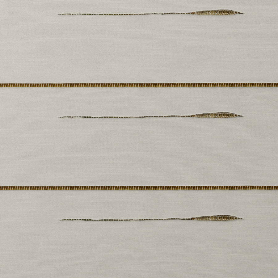 Cotton Canvas